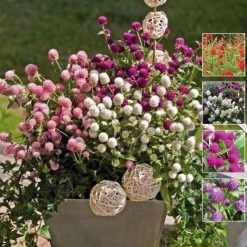 Benary Gomphrena Buddy Mix Flower Seeds