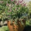 Benary Gomphrena Las Vegas Mix Flower Seeds
