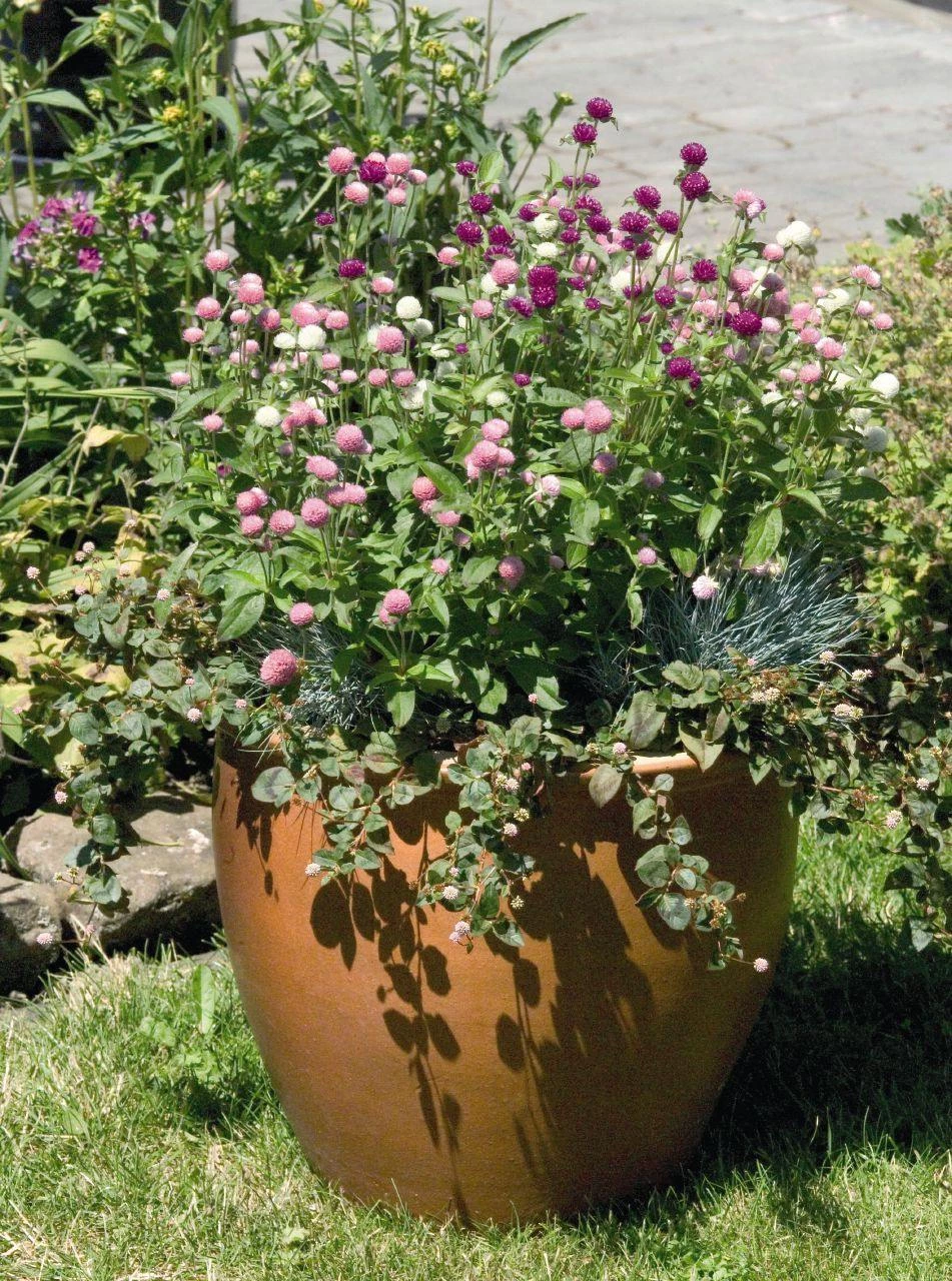 Benary Gomphrena Las Vegas Mix Flower Seeds 3 Benary Gomphrena Las Vegas Mix Flower Seeds