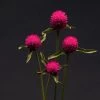 CGASPL Gomphrena Qis Carmine Seeds
