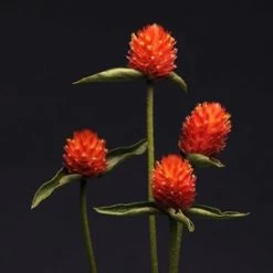 CGASPL Imported Flower Seeds Gomphrena Qis Orange Seeds