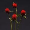 CGASPL Imported Flower Seeds Gomphrena Qis Red Seeds