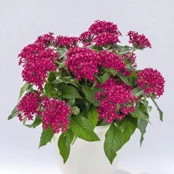 CGASPL Pentas Graffiti 20/20 Fuchsia Flower Seeds
