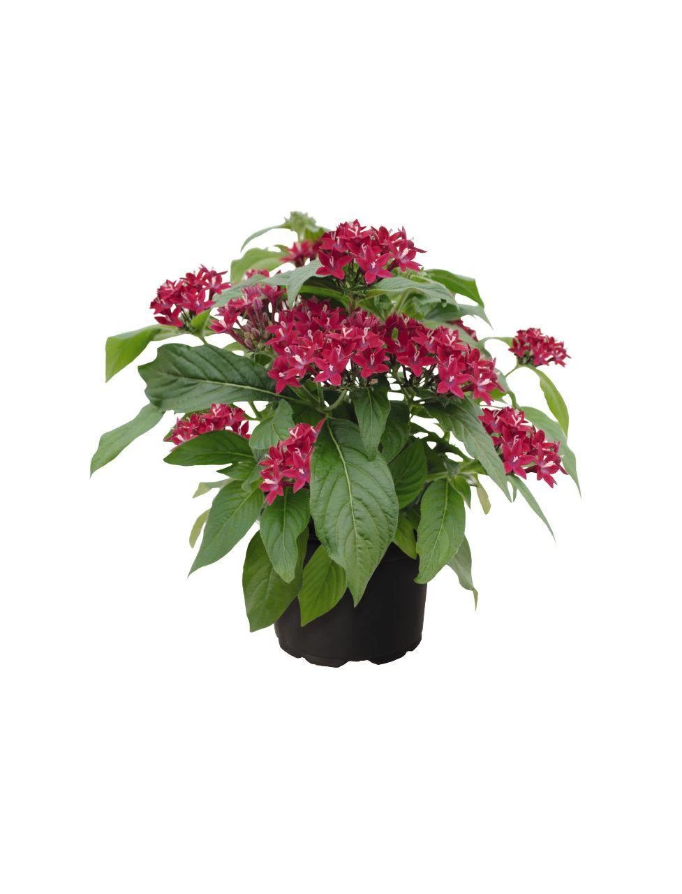 Benary Pentas Graffiti Lipstick Flower Seeds 4 Benary Pentas Graffiti Lipstick Flower Seeds