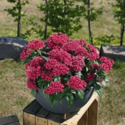 Benary Pentas Graffiti Lipstick Flower Seeds 8 Benary Pentas Graffiti Lipstick Flower Seeds