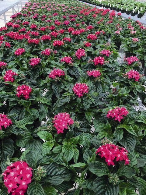 Benary Pentas Graffiti Lipstick Flower Seeds 6 Benary Pentas Graffiti Lipstick Flower Seeds