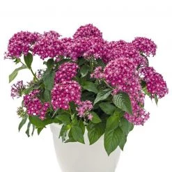 CGASPL Pentas Graffiti 20/20 Lavender Pink Flower Seeds Imported Flower Seeds