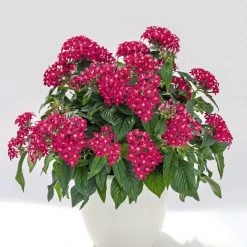 CGASPL Imported Flower Seeds Pentas Graffiti 20/20 Lazer Pink Flower Seeds