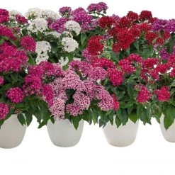 CGASPL Pentas Graffiti 20/20 Mix Flower Seeds Imported Flower Seeds