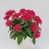 CGASPL Pentas Graffiti 20/20 Ruby Flower Seeds