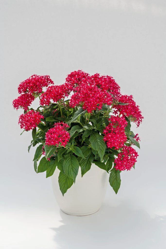 CGASPL Pentas Graffiti 20/20 Ruby Flower Seeds 3 CGASPL Pentas Graffiti 20/20 Ruby Flower Seeds