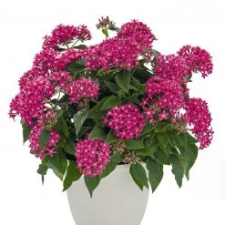 CGASPL Pentas Graffiti 20/20 True Pink Flower Seeds Imported Flower Seeds
