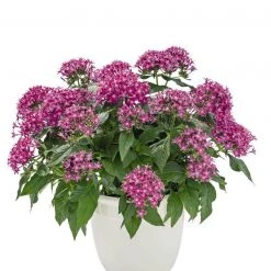 CGASPL Pentas Graffiti 20/20 Ultra Violet Flower Seeds