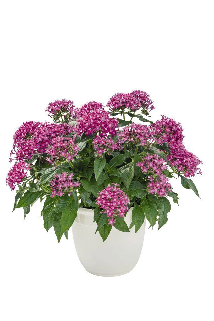 CGASPL Pentas Graffiti 20/20 Ultra Violet Flower Seeds 3 CGASPL Pentas Graffiti 20/20 Ultra Violet Flower Seeds
