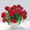 CGASPL Pentas Graffiti 20/20 Vivid Red Flower Seeds