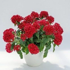 CGASPL Pentas Graffiti 20/20 Vivid Red Flower Seeds