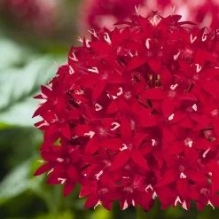 CGASPL Imported Flower Seeds Pentas Graffiti Red Velvet Flower Seeds