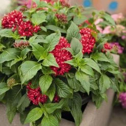 CGASPL Imported Flower Seeds Pentas Graffiti Red Velvet Flower Seeds