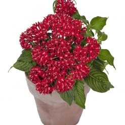 CGASPL Imported Flower Seeds Pentas Graffiti Red Velvet Flower Seeds