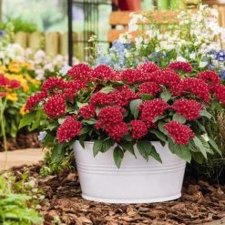 CGASPL Imported Flower Seeds Pentas Graffiti Red Velvet Flower Seeds