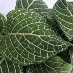 CGASPL Plants Fittonia Small Starlight Green Plant 7 CGASPL Plants Fittonia Small Starlight Green Plant