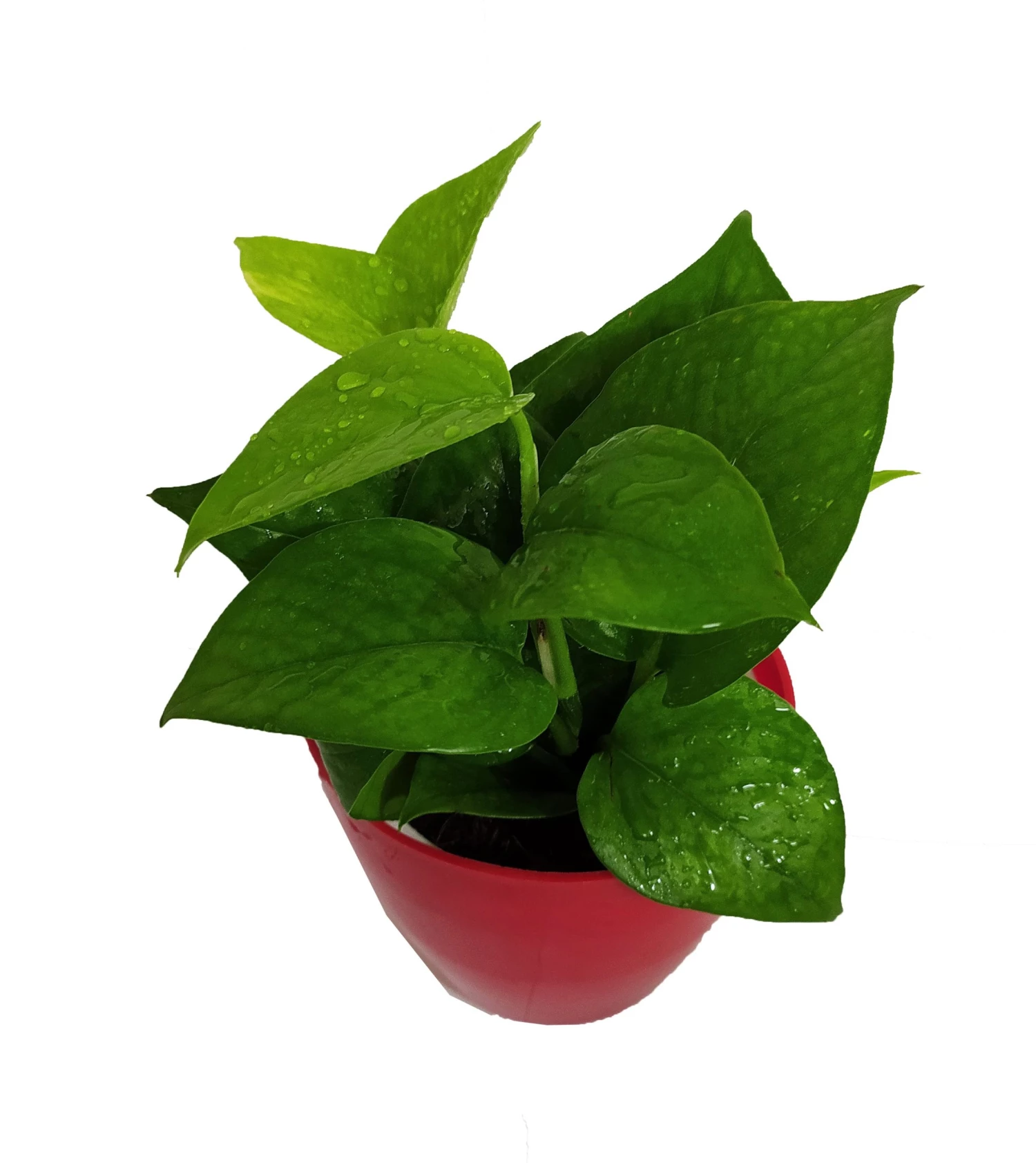 CGASPL Air Purifying Money Plant Green For Home And Indoors (Pot Included) With 5 Gram Fertilizer Plants 5 CGASPL Air Purifying Money Plant Green For Home And Indoors (Pot Included) With 5 Gram Fertilizer Plants