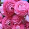 CGASPL Ranunculus Pink Color Flower Bulbs (Pack Of 6 Bulbs)