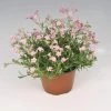 CGASPL Imported Flower Seeds Gypsophila Filou Rose Seeds