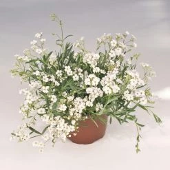 CGASPL Gypsophila Filou White Seeds