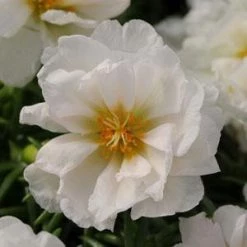 CGASPL Imported Flower Seeds Portulaca Happy Hour Coconut Flower Seeds