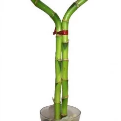 CGASPL Heart Arrangement Lucky Bamboo Lucky Bamboos