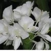 CGASPL Hedychium White Color Flower Bulbs (Pack Of 6) 2 CGASPL Hedychium White Color Flower Bulbs (Pack Of 6)