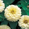 Takii Seeds Imported Flower Seeds Zinnia Double Dreamland Ivory Flower Seeds 2 Takii Seeds Imported Flower Seeds Zinnia Double Dreamland Ivory Flower Seeds