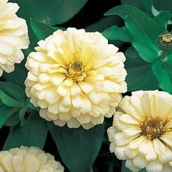 Takii Seeds Imported Flower Seeds Zinnia Double Dreamland Ivory Flower Seeds