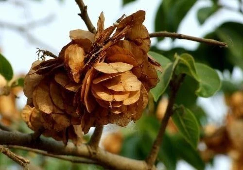 CGASPL Trees Of India Holoptelea Integrifolia Seeds - 1 Kg 4 CGASPL Trees Of India Holoptelea Integrifolia Seeds - 1 Kg