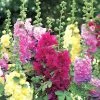 CGASPL Hollyhock Spring Celebrities Mix Seeds