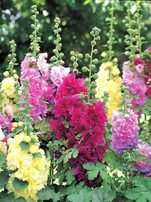 CGASPL Hollyhock Spring Celebrities Mix Seeds 3 CGASPL Hollyhock Spring Celebrities Mix Seeds
