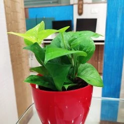 CGASPL Air Purifying Money Plant Green For Home And Indoors (Pot Included) With 5 Gram Fertilizer Plants 11 CGASPL Air Purifying Money Plant Green For Home And Indoors (Pot Included) With 5 Gram Fertilizer Plants