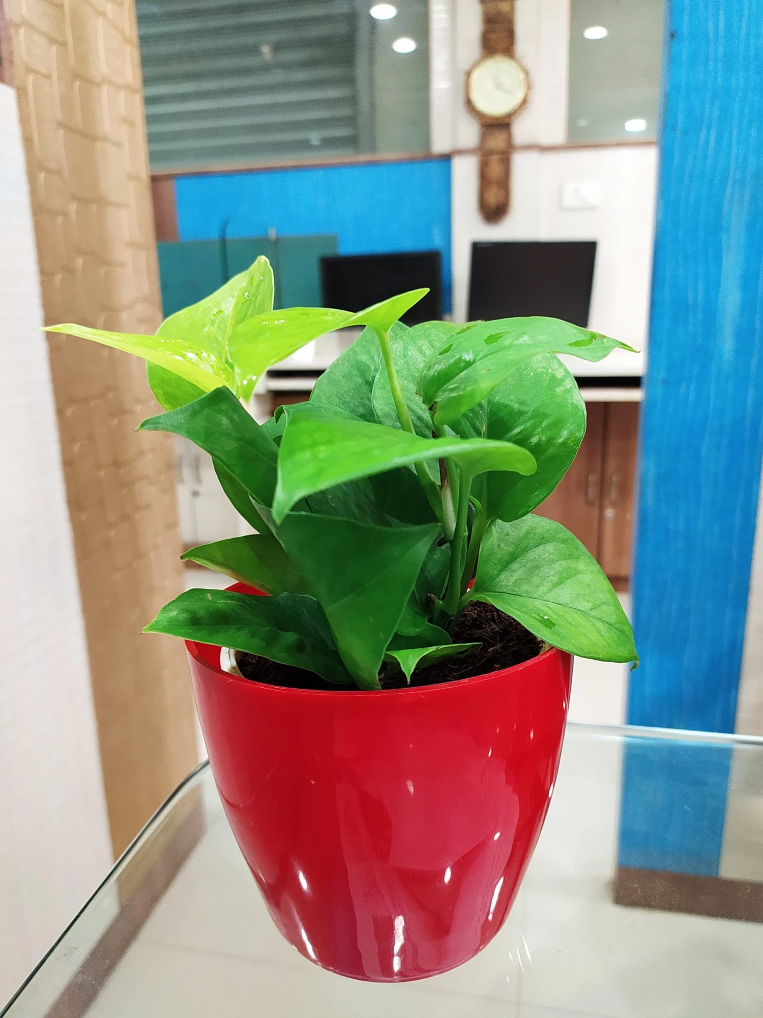 CGASPL Air Purifying Money Plant Green For Home And Indoors (Pot Included) With 5 Gram Fertilizer Plants 6 CGASPL Air Purifying Money Plant Green For Home And Indoors (Pot Included) With 5 Gram Fertilizer Plants