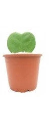 CGASPL Plants Hoya Heart Green Small Succulent Plant