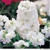 Takii Seeds Imported Flower Seeds Stock Harmony White Flower Seeds