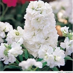 Takii Seeds Imported Flower Seeds Stock Harmony White Flower Seeds