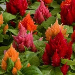 CGASPL Celosia Plumosa Ice Cream Mix Flower Seeds Imported Flower Seeds