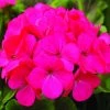 CGASPL Geranium Maverick Rose Flower Seeds