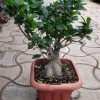 CGASPL Ficus Ginseng Bonsai Live Plant 1 CGASPL Ficus Ginseng Bonsai Live Plant