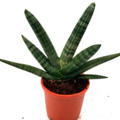 CGASPL Sansevieria Cylindrica Boncel Plant Plants