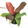 CGASPL Plants Philodendron Autumn Hybrid Plant 1 CGASPL Plants Philodendron Autumn Hybrid Plant