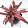CGASPL Cryptanthus Fosterianus Elaine Pink Plant Plants