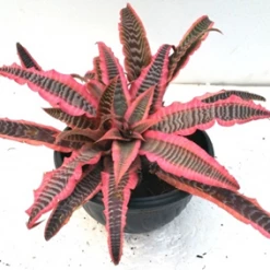 CGASPL Cryptanthus Fosterianus Elaine Pink Plant Plants
