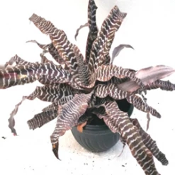 CGASPL Cryptanthus Fosterianus Elaine Brown Plant Plants
